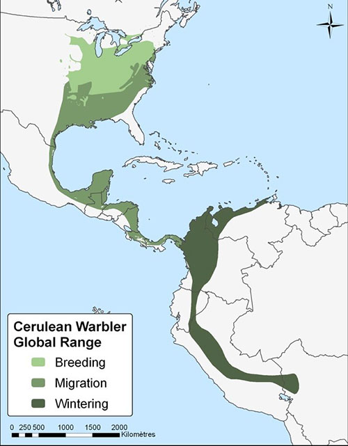 cerulean-warbler-recovery-strategy-ontario-ca